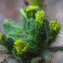 Coast Tarweed (Madia sativa): A native to California & elsewhere.  In Chili it is cultivated for it’s edible oil.